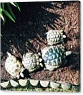 #torts #tortoise #sunbathing #shell Canvas Print