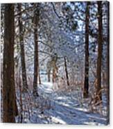 Trail To The River Canvas Print