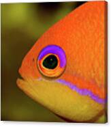 Transforming Lyretail Anthias Canvas Print