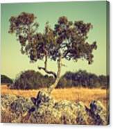 Tree And Rocks Canvas Print