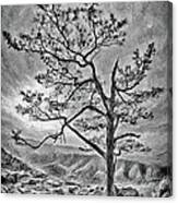 Tree And Rocks In The Blue Ridge Near Sunset Bw Canvas Print