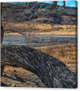 Tree At Elizabeth Lake Canvas Print