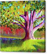 Tree At Hill-stead Museum Canvas Print