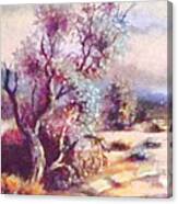 Desert Tree Beauty 1 Canvas Print