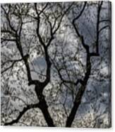 Tree Clouds And Sky Canvas Print