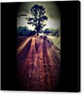#tree In #middle Of #dirt #road Near Canvas Print
