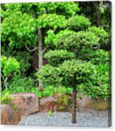 Tree Japanese Tea Garden Hayward California 4 Photograph By Kathy