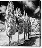 Tree Line-up Canvas Print