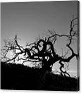Tree Of Light Silhouette Hillside - Black And White Canvas Print