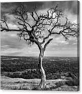 Tree On Enchanted Rock In Black And White Canvas Print