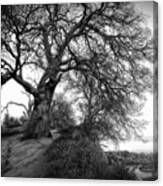 Tree On Ridge - Black And White Canvas Print