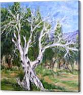 Tree On Seventeen Canvas Print