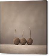 Tree Seed Pods Canvas Print