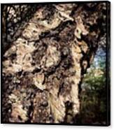 #tree #trees #bark #treebark Canvas Print