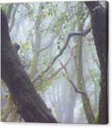 Trees In Fog, Volcan Mountain, Julian Canvas Print