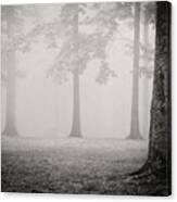 Trees In Fog - Bw Canvas Print