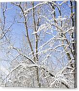Trees In Snow, Winter Canvas Print