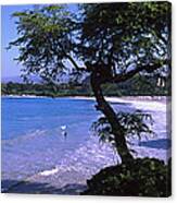 Trees On The Beach, Mauna Kea, Hawaii Canvas Print