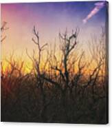 Treetop Silhouette - Sunset At Lapham Peak #1 Canvas Print
