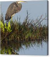 Tri-colored Heron And Reflection Canvas Print
