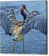 Tricolor Heron The Grand Opening Canvas Print