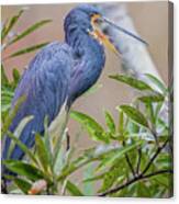 Tricolored Heron Yawning In Tree - Egretta Tricolor Canvas Print