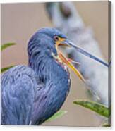 Tricolored Heron Yawning Up Close Canvas Print