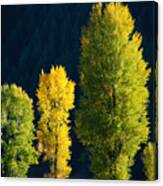 Trio Of Trees In The Tetons Canvas Print