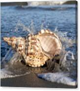 Triton Shell Canvas Print