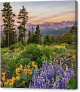 Tronsen Ridge Wildflowers Photograph by Greg Vaughn - Fine Art America