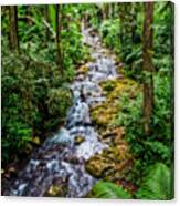 Tropical Forest Stream Canvas Print