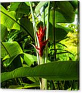 Tropical Impressions - Red Ginger Flower Framed In Lush Jungle Green Canvas Print