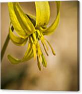 Trout Lilly Canvas Print