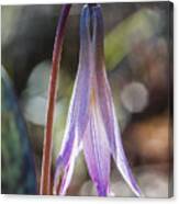 Trout Lily Canvas Print