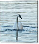 Trumpeter Swan 9673 Canvas Print