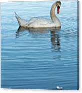 Trumpeter Swan One Canvas Print