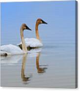 Trumpeter Swans Floating Along Canvas Print