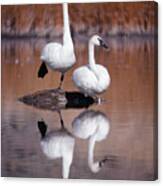 Trumpeter Swans Yellowstone Canvas Print