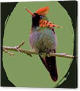 Tufted Coquette Hummingbird Canvas Print