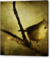 Tufted Titmouse - Weathered Canvas Print