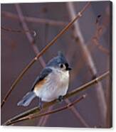 Tufted Titmouse In Winter Canvas Print