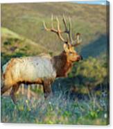 Tule Elk 2 Canvas Print