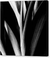 Tulip Abstract Canvas Print