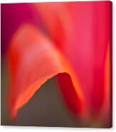 Tulip Crest Canvas Print