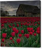 Tulip Field Canvas Print