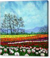 Tulip Fields Under White Fluffy Clouds Canvas Print