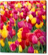 Tulip Flowers Blurred Canvas Print