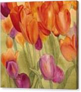 Tulip Glory Canvas Print