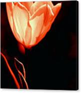 Tulip I Orange On Black Canvas Print