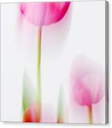 Tulip Impressions Canvas Print